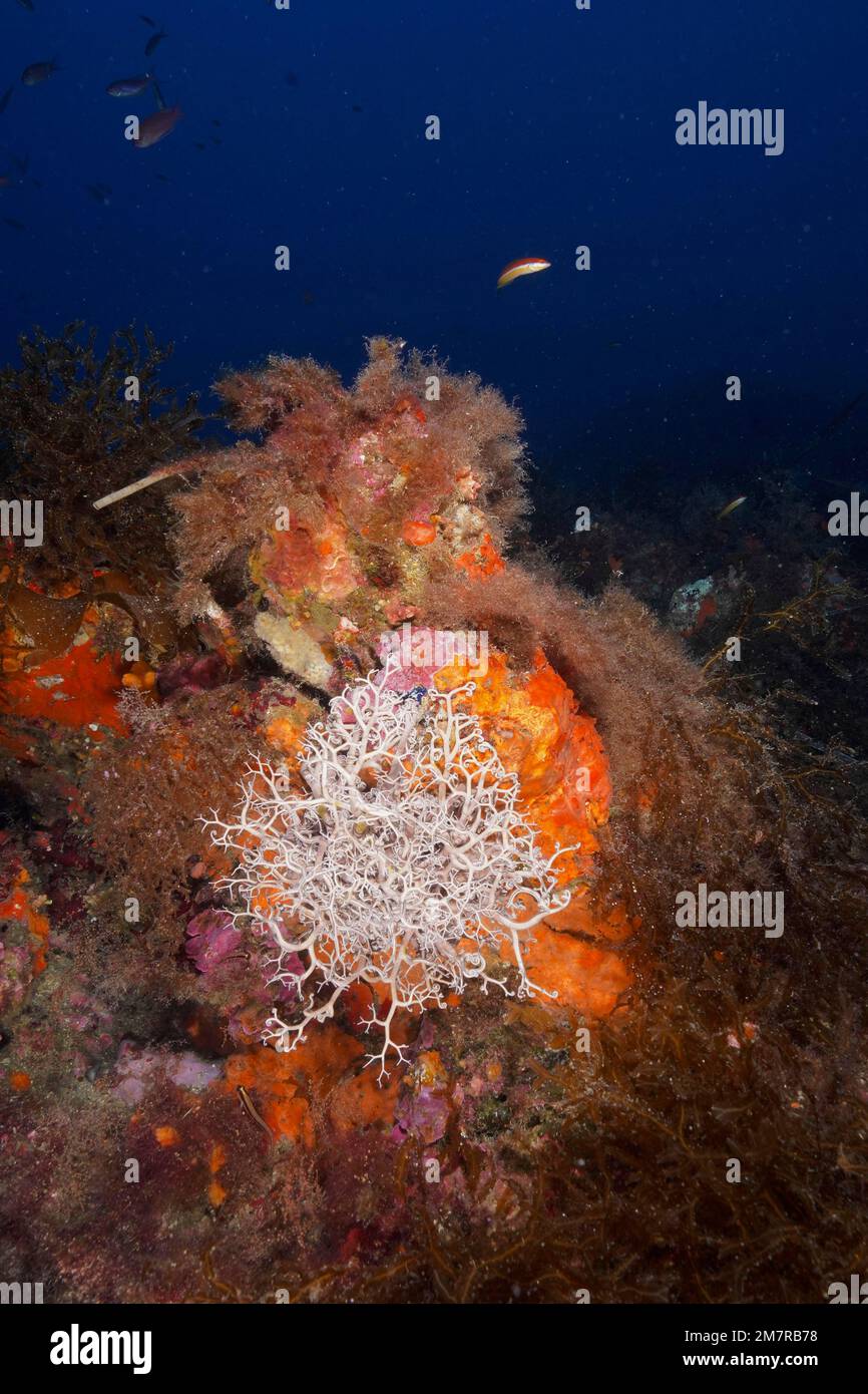 L'étoile du panier méditerranéen (Astrospartus mediterraneus) dans la mer Méditerranée près d'Hyères. Site de plongée sur la péninsule de Giens, Côte d'Azur, France. Banque D'Images