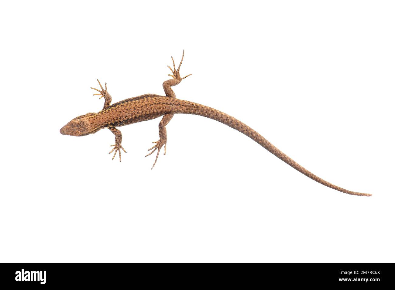 Lézard de sable (Lacerta agilis), rogné, fond blanc Banque D'Images