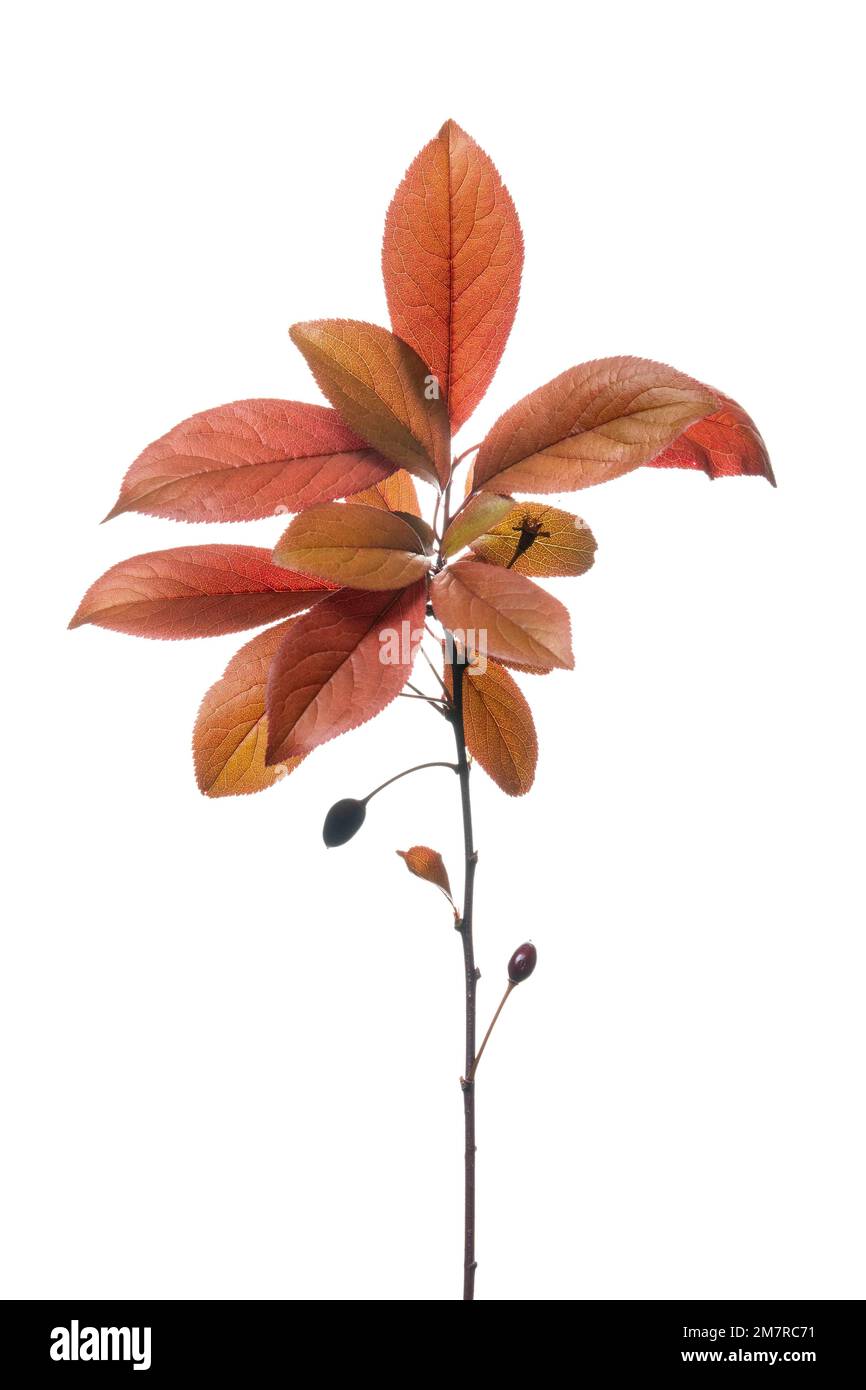 Prune de sang comestible (Prunus Trailblazer), écourtée, fond blanc Banque D'Images