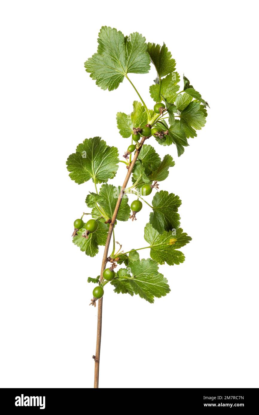 Jostaberry (Ribes x nididrolaria), arbuste, plante, isolé, fond blanc Banque D'Images