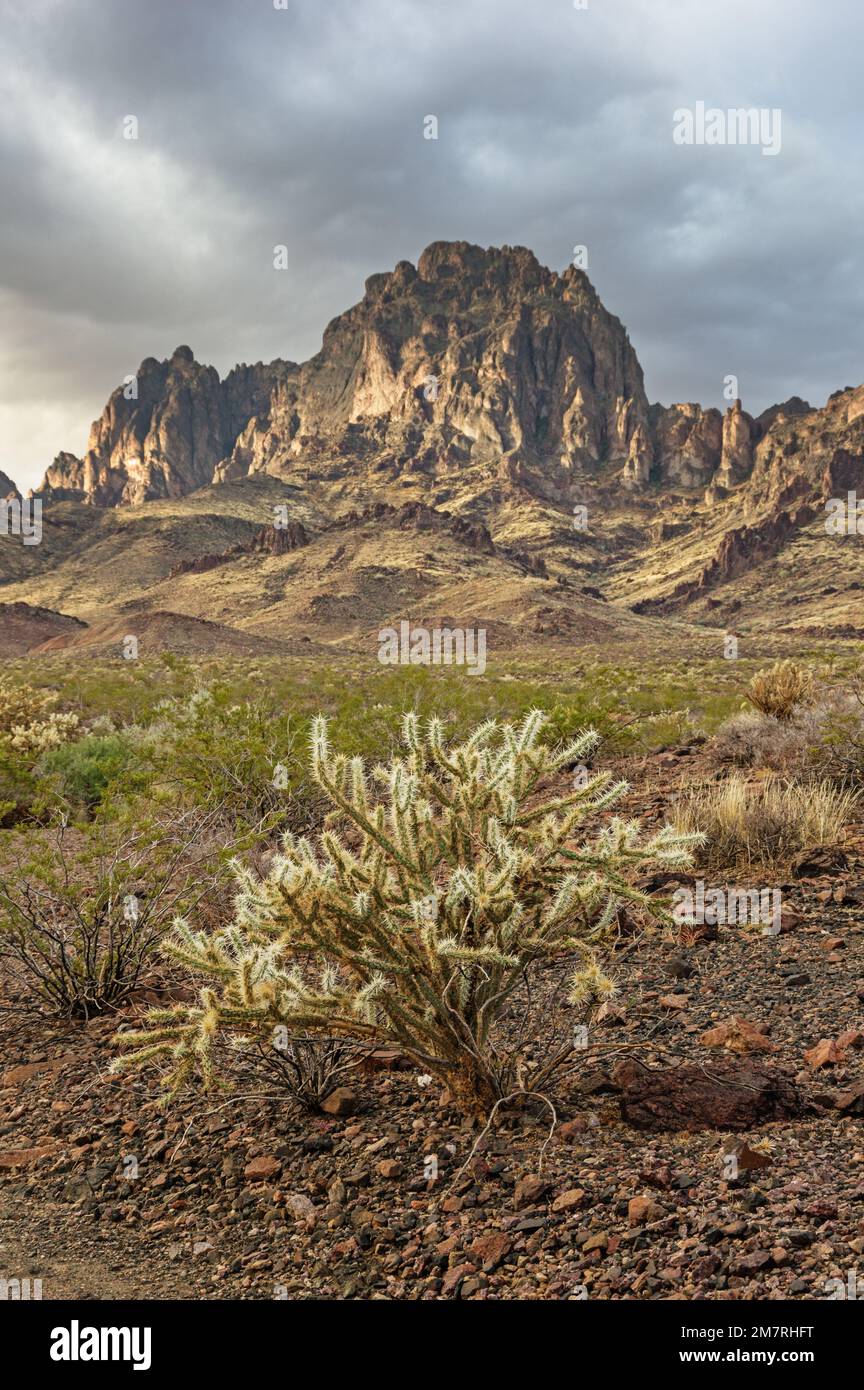 Le cactus de la cholla et le mont Kelbaholt dans le désert de Mojave le matin humide après la pluie Banque D'Images