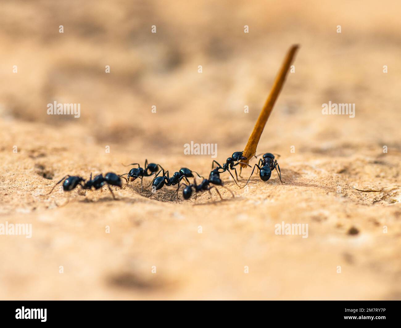 European Harvester Ant, Messor barbarus, Majorque, Espagne, Europe Banque D'Images