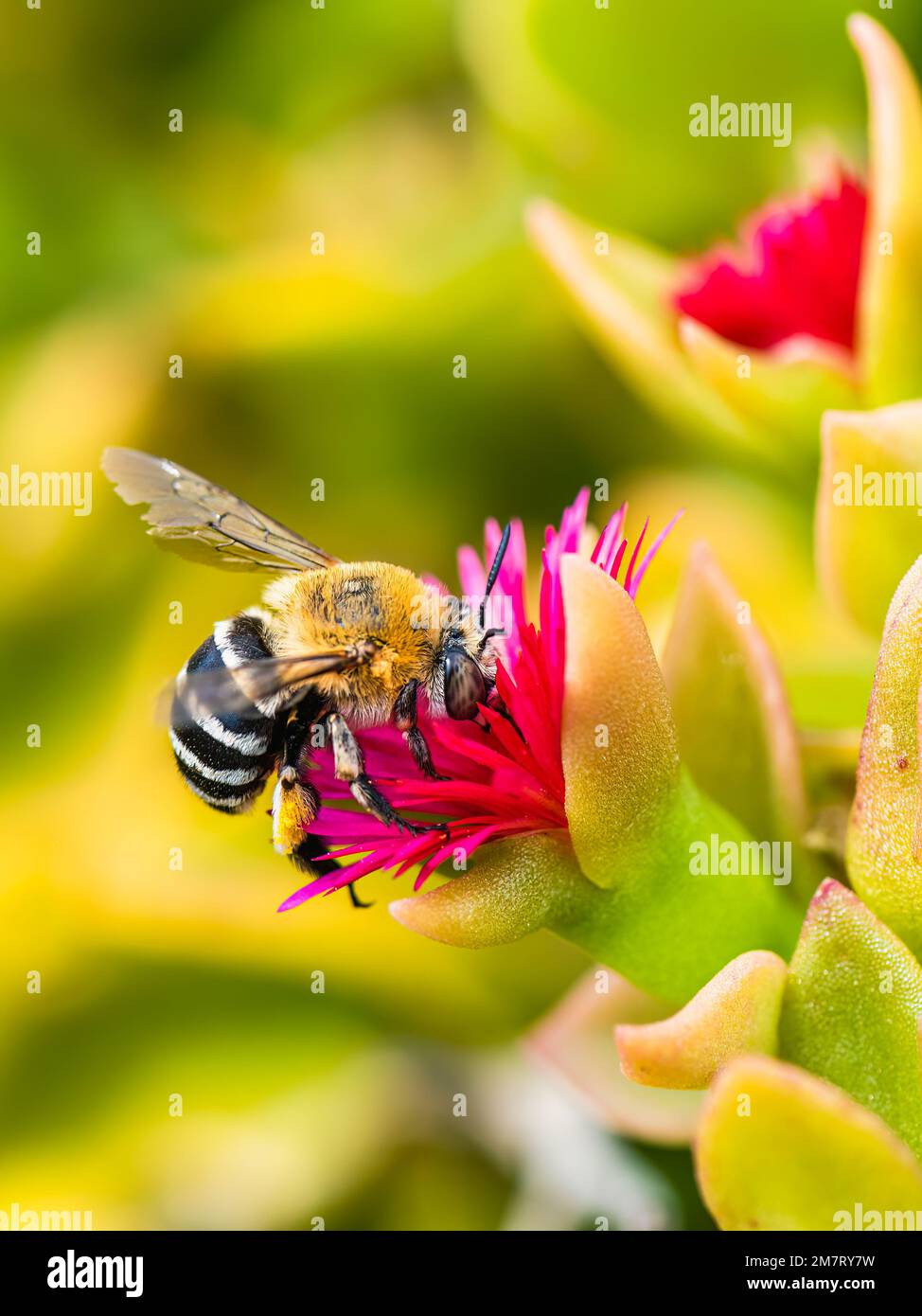 Digger Bee à bandes blanches, Amegilla quadrifasciata, Majorque, Espagne, Europe Banque D'Images