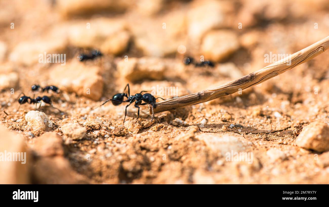 European Harvester Ant, Messor barbarus, Majorque, Espagne, Europe Banque D'Images