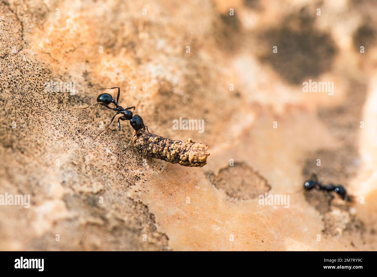 European Harvester Ant, Messor barbarus, Majorque, Espagne, Europe Banque D'Images