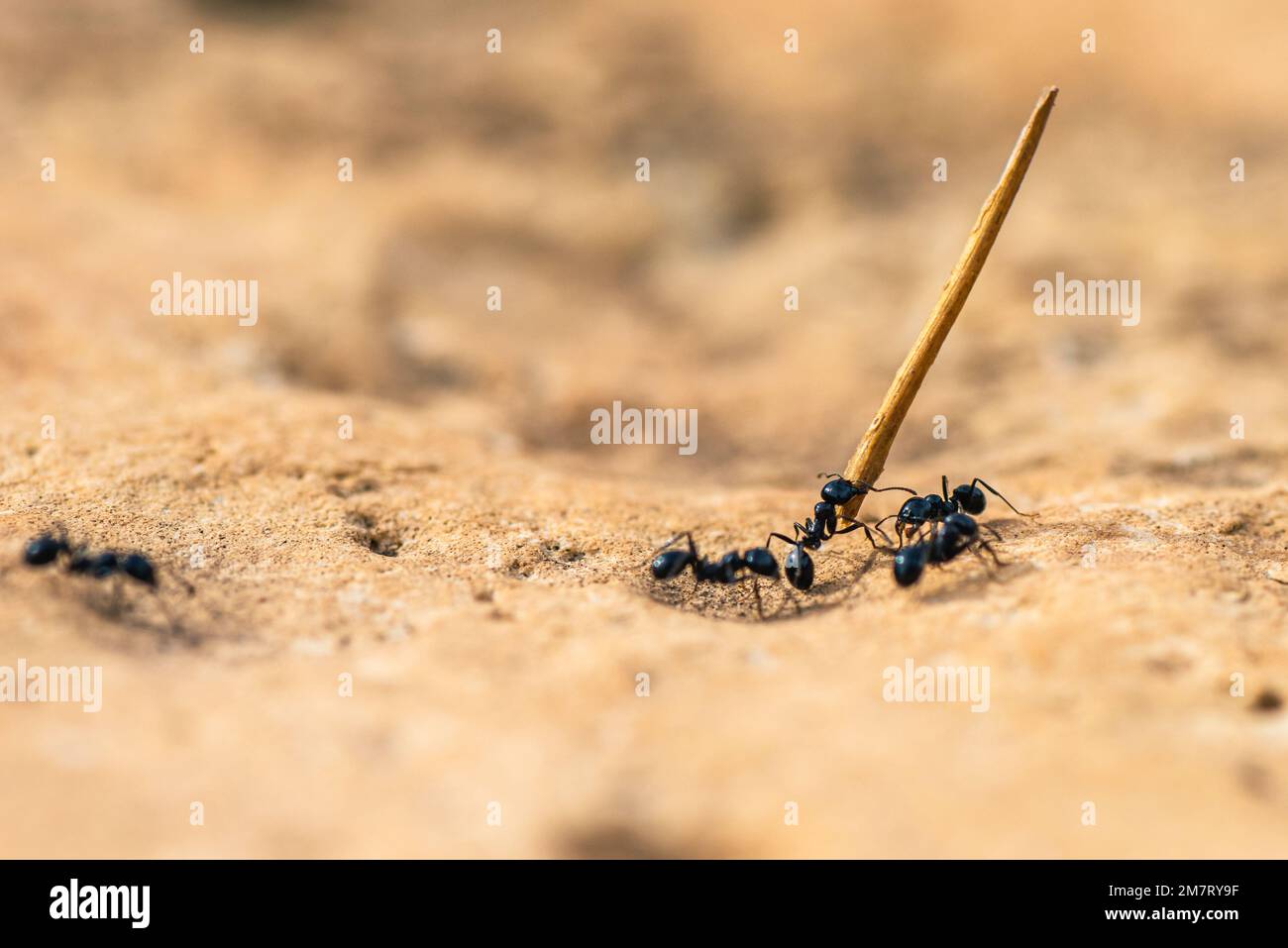 European Harvester Ant, Messor barbarus, Majorque, Espagne, Europe Banque D'Images