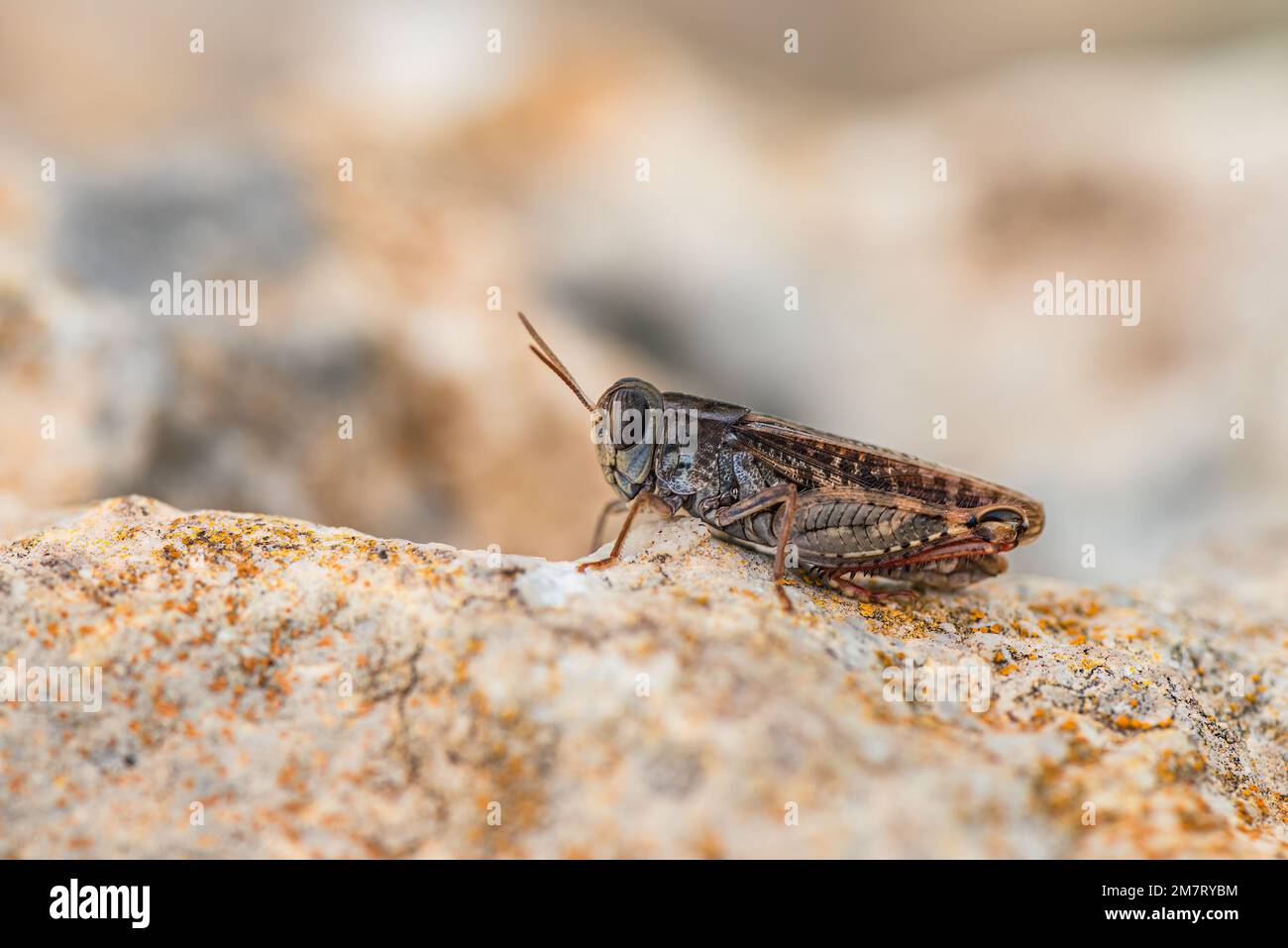 Grasshopper à cornes courtes, Callipamus barbarus, Majorque, Espagne, Europe Banque D'Images