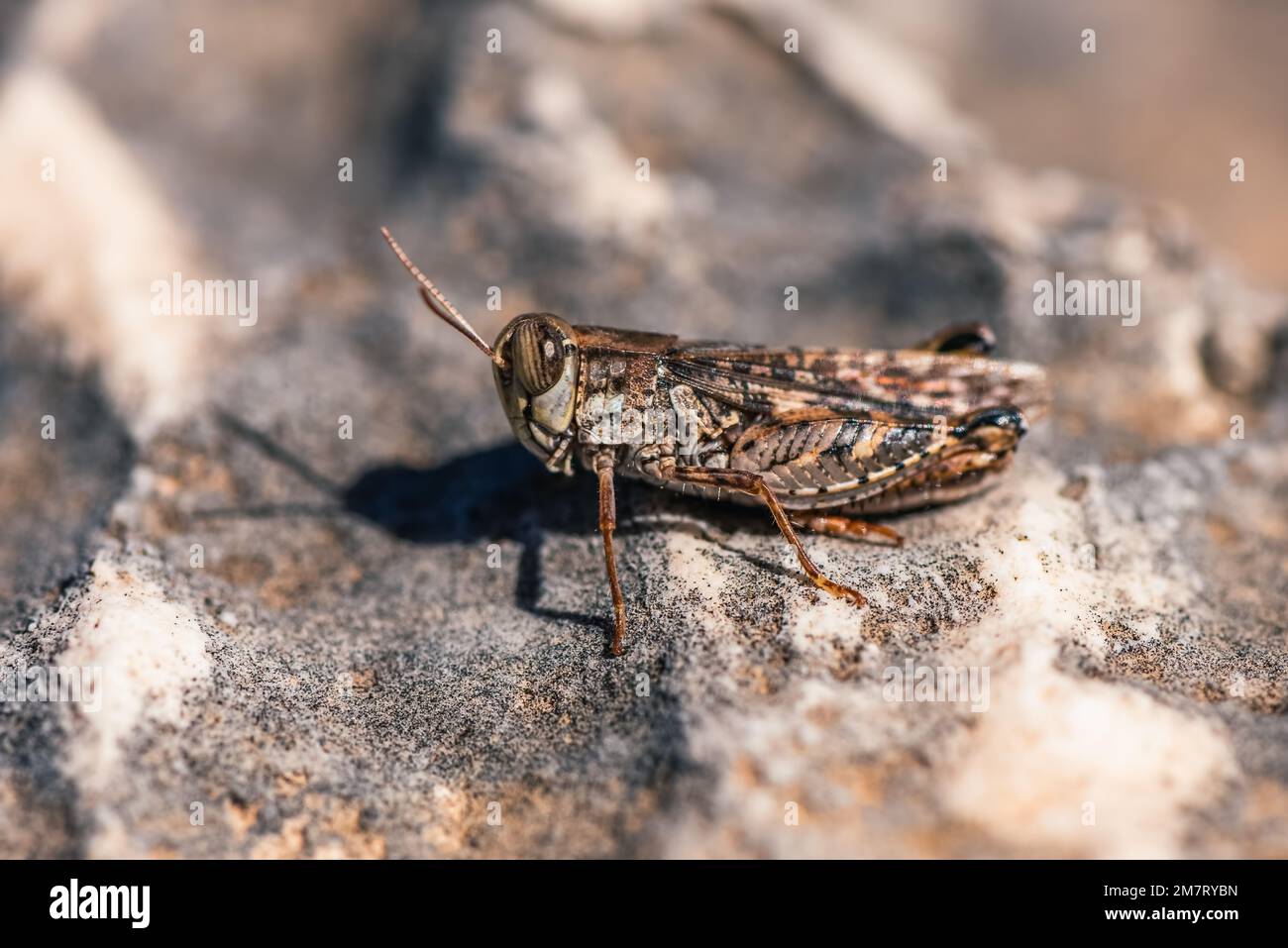 Grasshopper à cornes courtes, Callipamus barbarus, Majorque, Espagne, Europe Banque D'Images