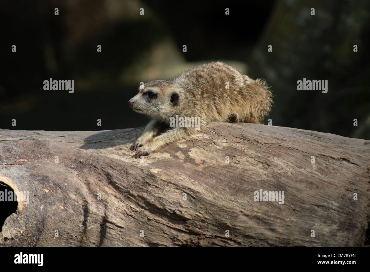 Meerkat animal sauvage. Banque D'Images