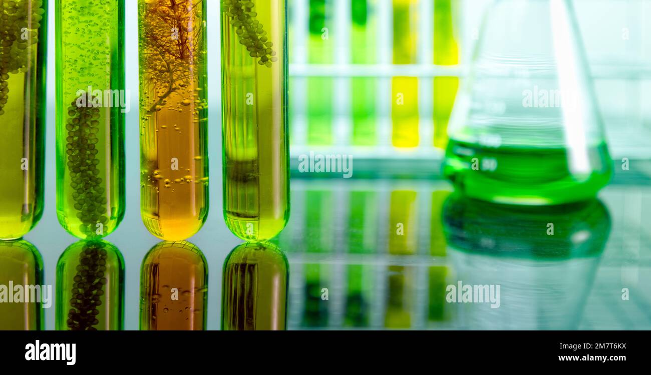 Le biocarburant algue a une faible empreinte carbone. Banque D'Images