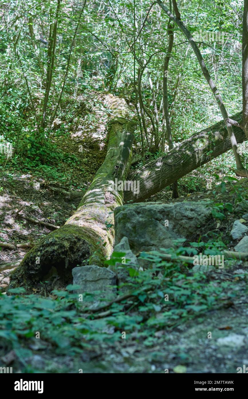 Forêt luxuriante avec arbres tombés feuilles vertes et rochers en premier plan Banque D'Images