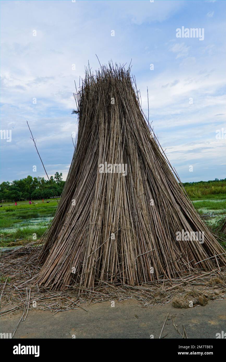 des bâtons de jute séchés empilés le long de la route rurale indienne Banque D'Images