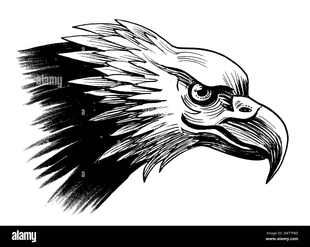 Tête d'oiseau de l'aigle. Dessin noir et blanc Encre Banque D'Images