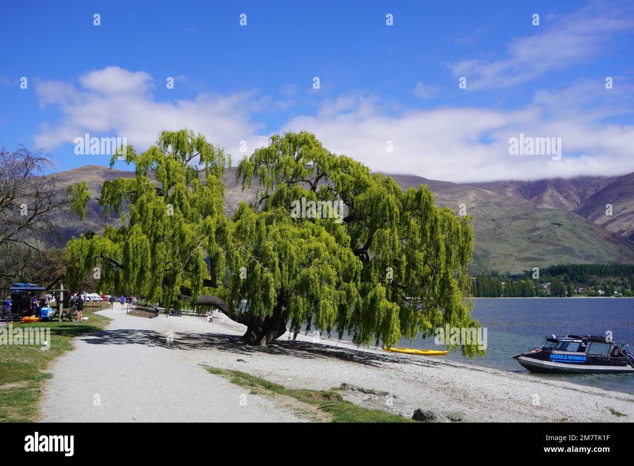 Immense Willow Tree sur les rives du lac Wanaka Banque D'Images