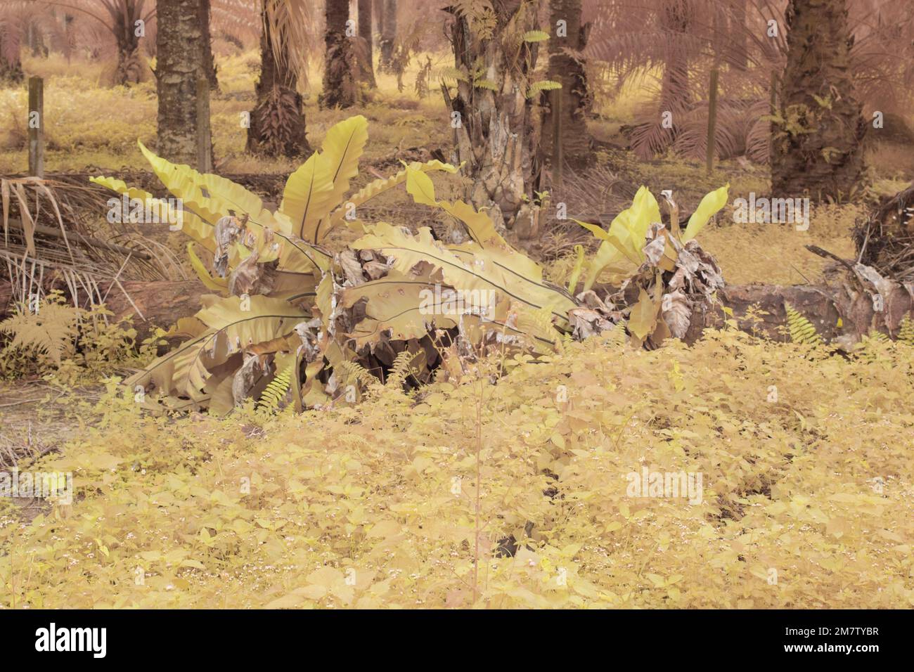 le nid de l'oiseau sauvage germe sur le tronc de palmier à huile Banque D'Images