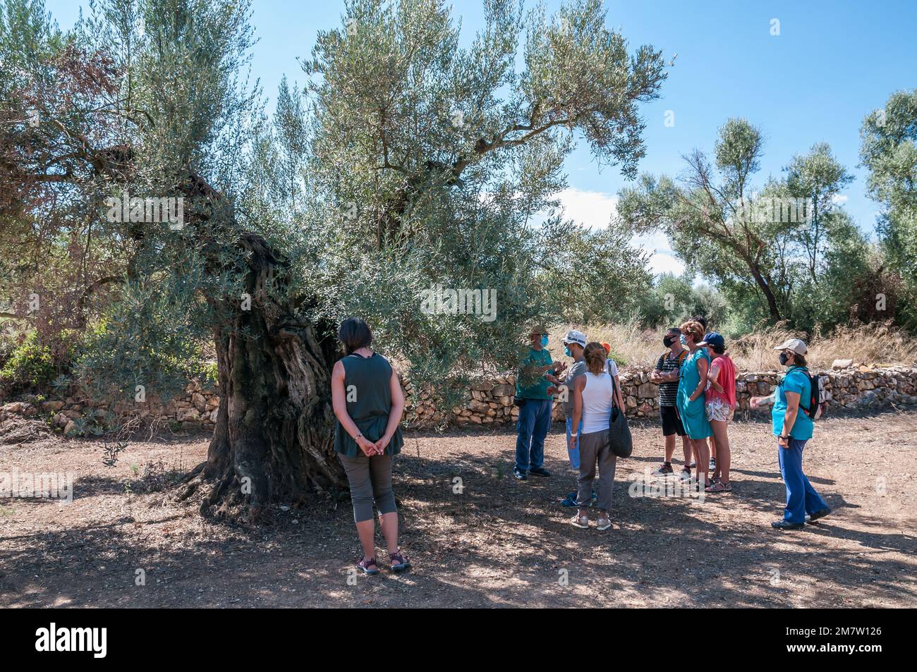 Groupe de personnes visitant les oliviers millénium d'Arión, l'olivier Farga, variété traditionnelle, Ulldecona, Tarragone, Catalogne, Espagne Banque D'Images