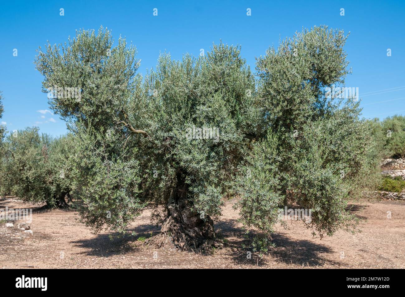 Oliviers millénaires d'Arión, olive de Farga, variété traditionnelle, Ulldecona, Tarragone, Catalogne, Espagne Banque D'Images