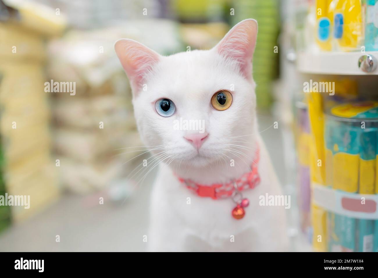 Gros plan d'Un chat blanc avec des yeux impairs ou différentes couleurs d'yeux regarde la caméra sérieusement dans les magasins d'animaux de compagnie de nourriture Banque D'Images