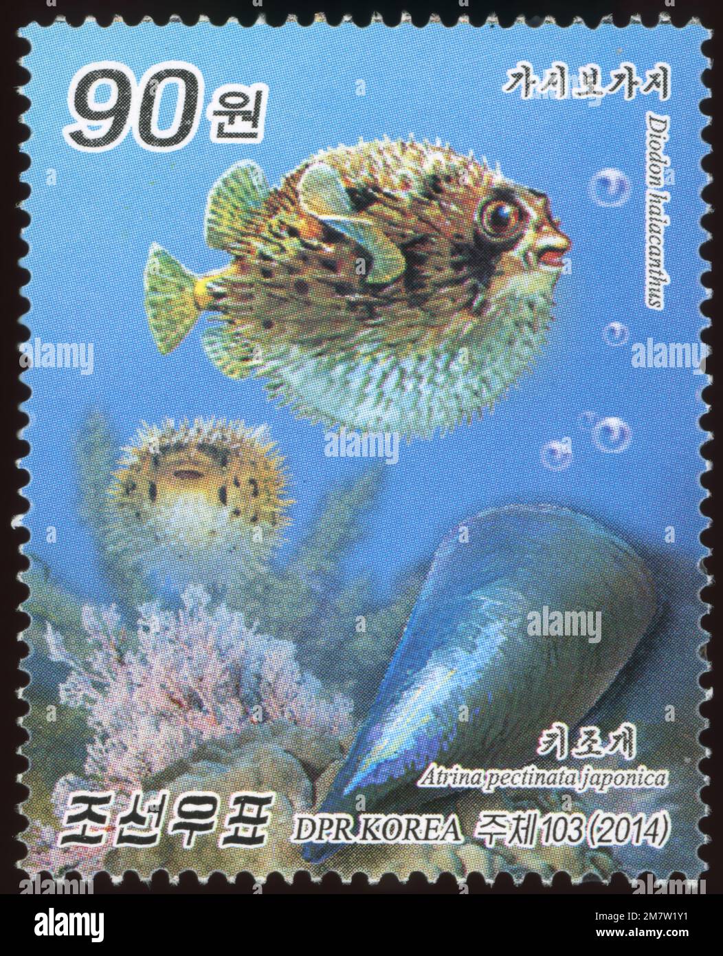 2014 ensemble de timbres de la Corée du Nord vie marine - poissons et mollusques. Diodon holocanthus & Atrina pectinata Banque D'Images