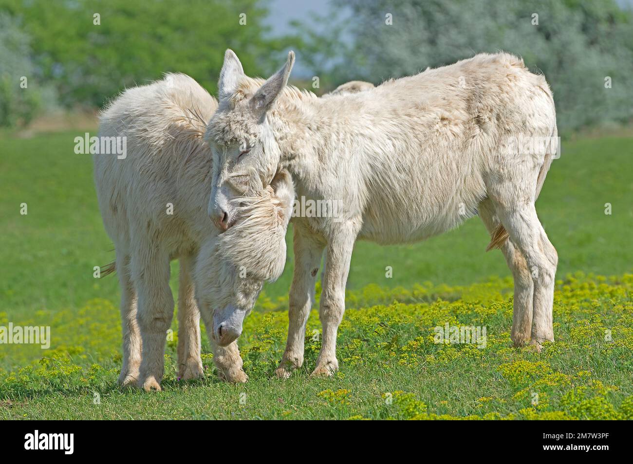 Deux ânes blancs austro-hongrois jouent à la lutte. Parc national de race rare, race historique, lac Neusiedl, Autriche Banque D'Images
