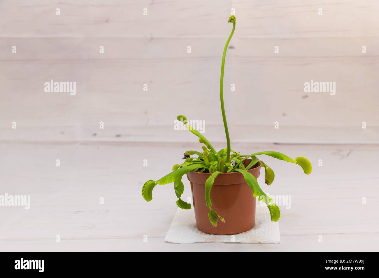 Plante Carnivore Venus Attrape-Mouche - Pot 9 Cm - Naturel Contre Insectes - Pour Enfants Et Adultes