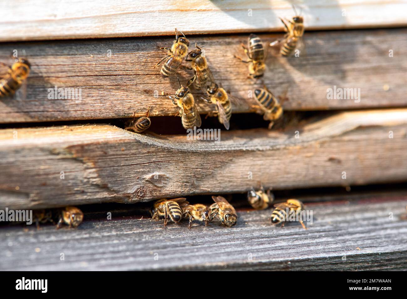 Essaim d'abeilles à l'entrée de ruches en bois. Banque D'Images