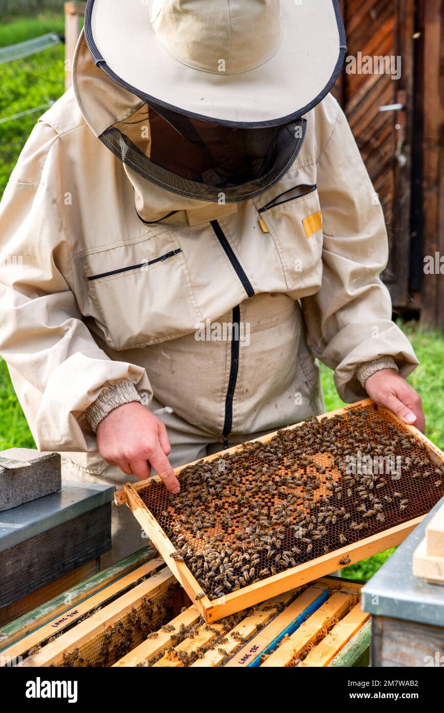 Apiculteur sur l'apiaire. Apiarist travaillant avec des abeilles et des ruches Banque D'Images