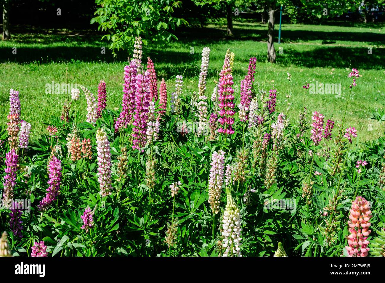 Beaucoup de fleurs roses vives de Lupinus, communément connu sous le nom de lupin ou lupin, en pleine fleur et herbe verte dans un jardin de printemps ensoleillé, belle flore extérieure Banque D'Images