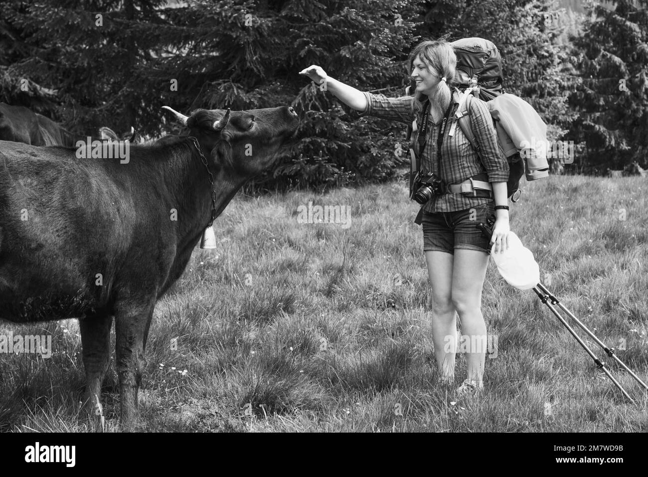 Joyeux touriste essayant de toucher la photographie de vache monochrome pittoresque Banque D'Images