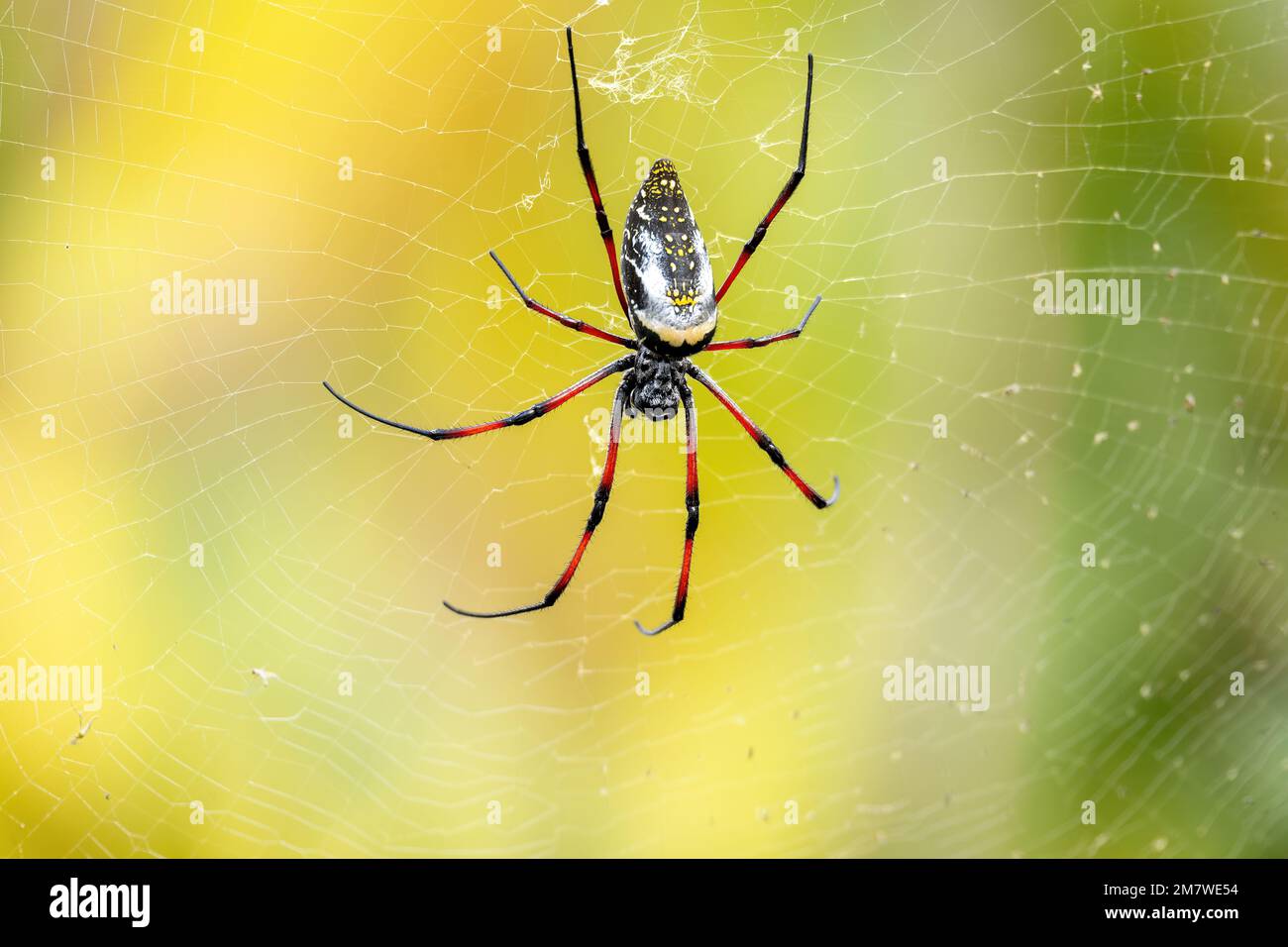 Orb-Weaver en soie d'or, (Trichoniphonila / Nephila inaurata madagascariensis), genre d'araignées aranoméorphes notées pour les toiles impressionnantes qu'elles serpentent. RA Banque D'Images