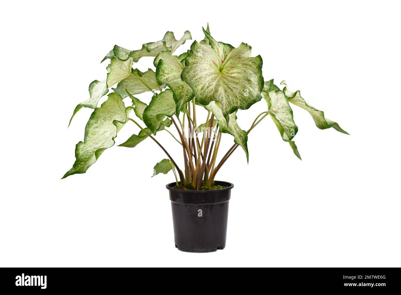 Maison tropicale en pot « Caladium Candyland » avec feuilles blanches et taches de rousseur roses sur fond blanc Banque D'Images