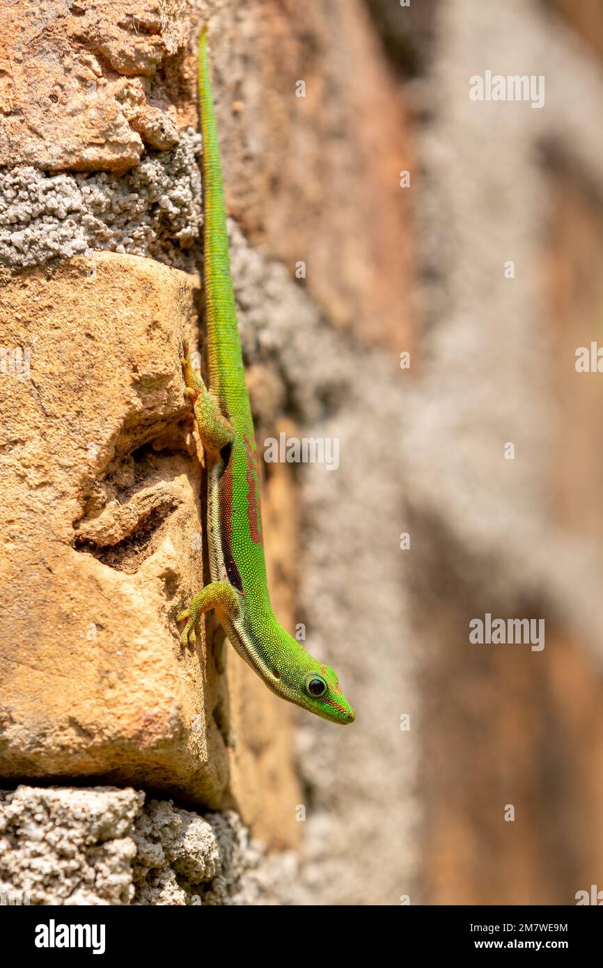 Phelsuma lineata, le gecko de jour, est une espèce de gecko diurne indigène à Madagascar, réserve Peyrieras Madagascar exotique. Madagascar faune et flore an Banque D'Images