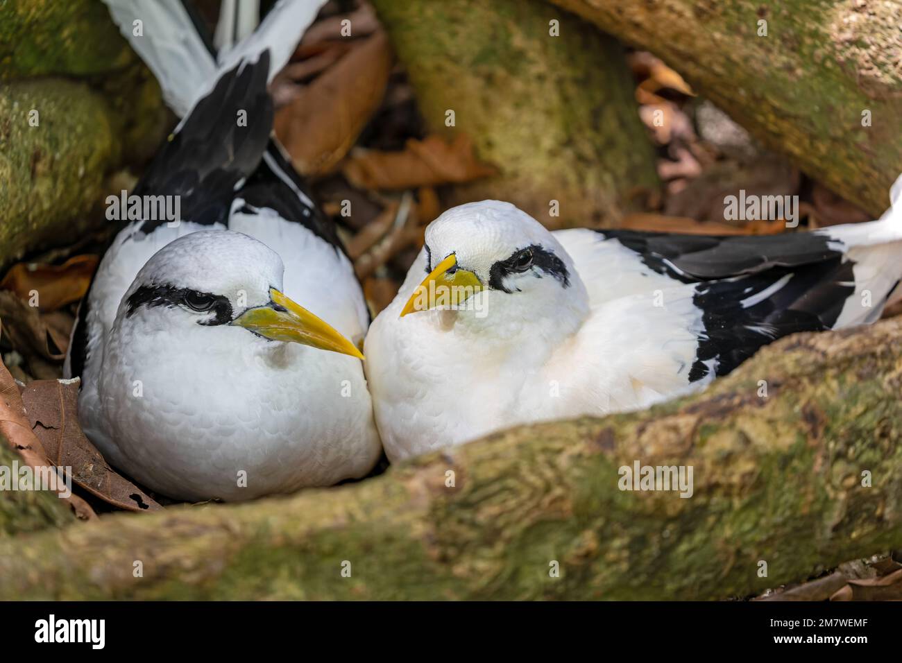 Un gros plan d'une paire de oiseaux tropicaux à queue blanche (Phaethon lepturus) éclosent leurs œufs sur l'île Cousin, aux Seychelles Banque D'Images