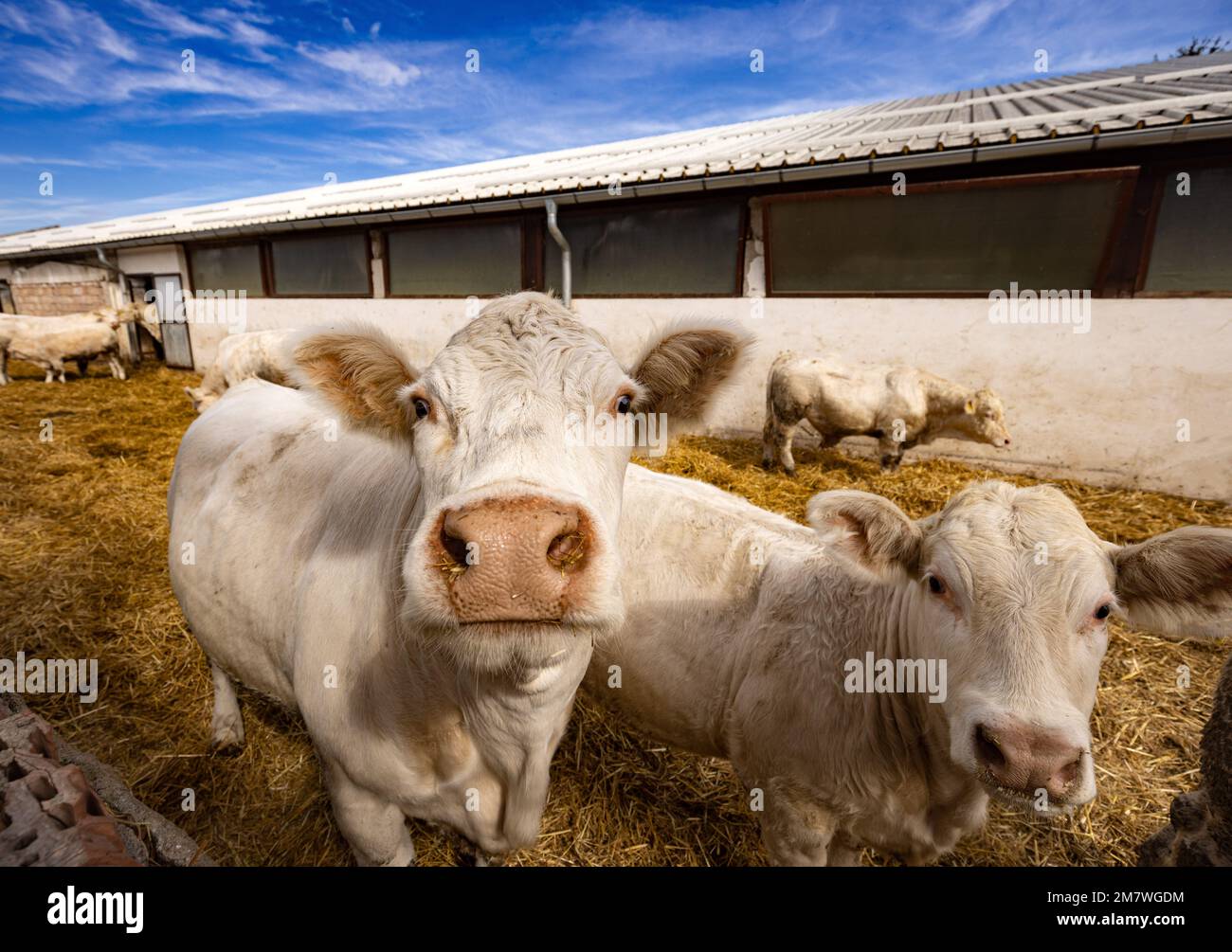 Bovins de boucherie Charolais veaux taureaux dans une ferme Banque D'Images