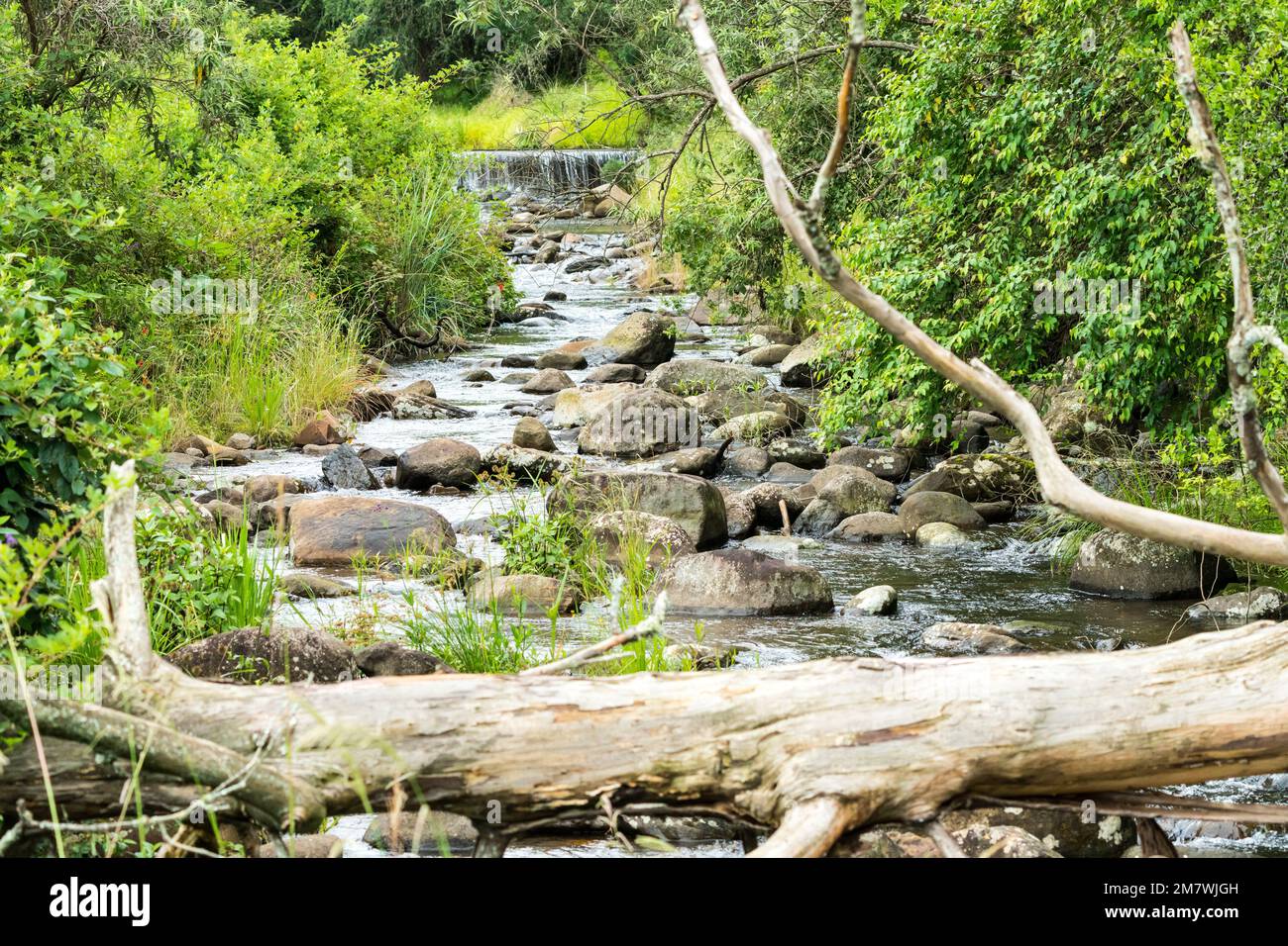 En regardant vers le haut une petite rivière ou un ruisseau dans une ...