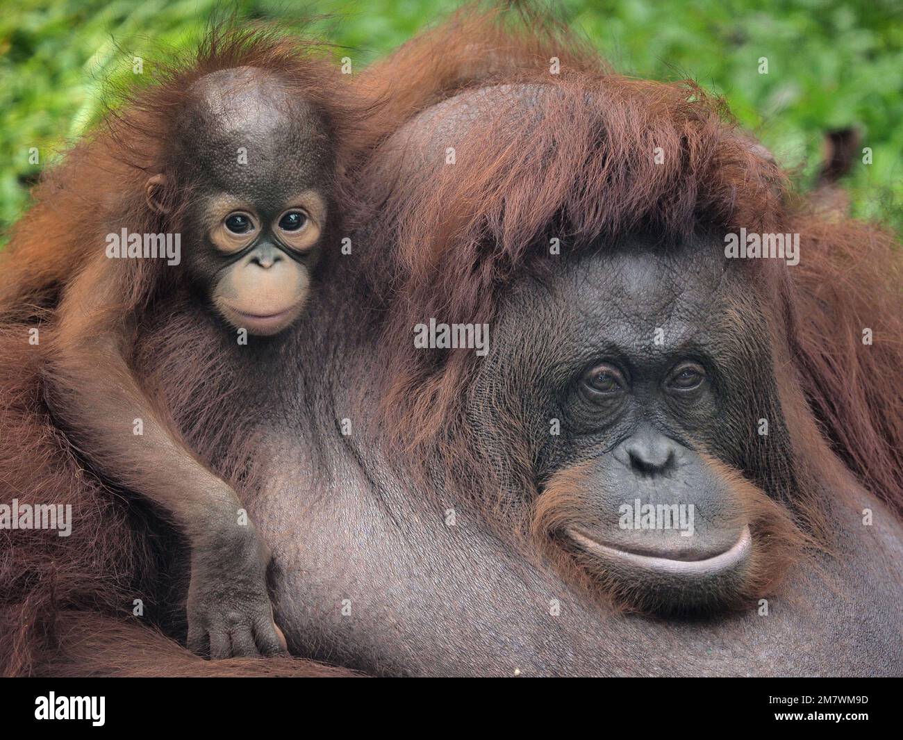 CE BÉBÉ ORANGUTAN a été capturé comme souffrant de janvier Blues alors qu'il était assis sur la tête de sa mère une des images de Jakarta, in Banque D'Images