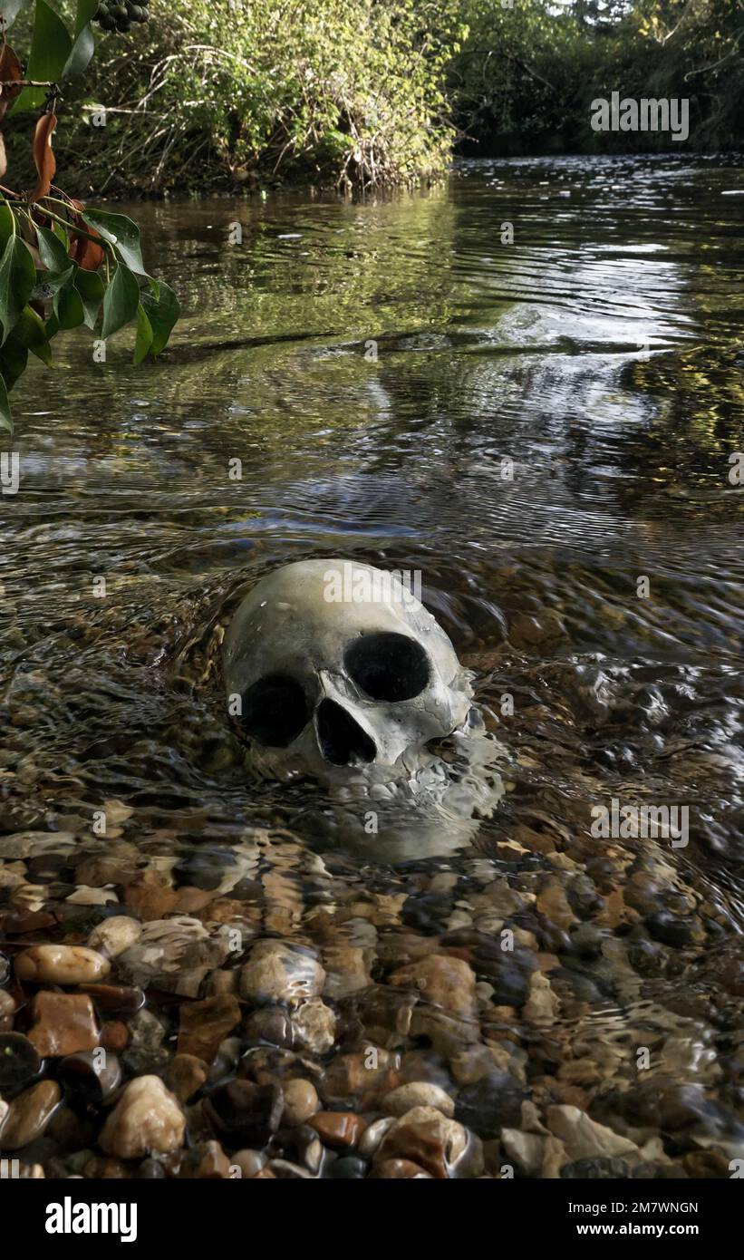 Crâne humain dans la rivière Replica crâne partiellement submergé sur le bord d'une rive de rivière, mystère meurtre thriller livre style couverture. Banque D'Images