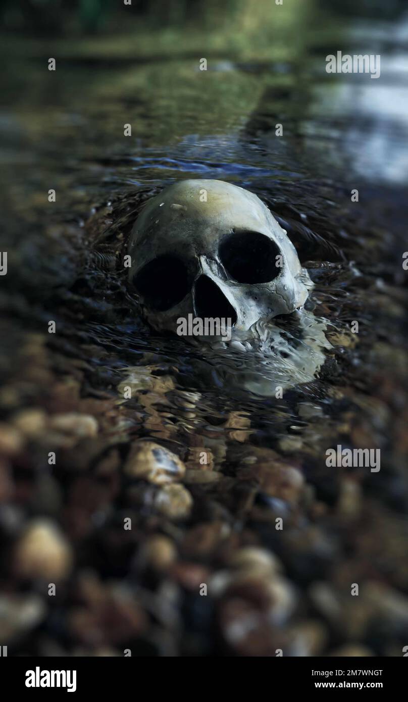 Crâne humain dans la rivière Replica crâne partiellement submergé sur le bord d'une rive de rivière, mystère meurtre thriller livre style couverture. Banque D'Images Crâne humain dans la rivière Replica crâne partiellement submergé sur le bord d'une rive de rivière, mystère meurtre thriller livre style couverture. Banque D'Images