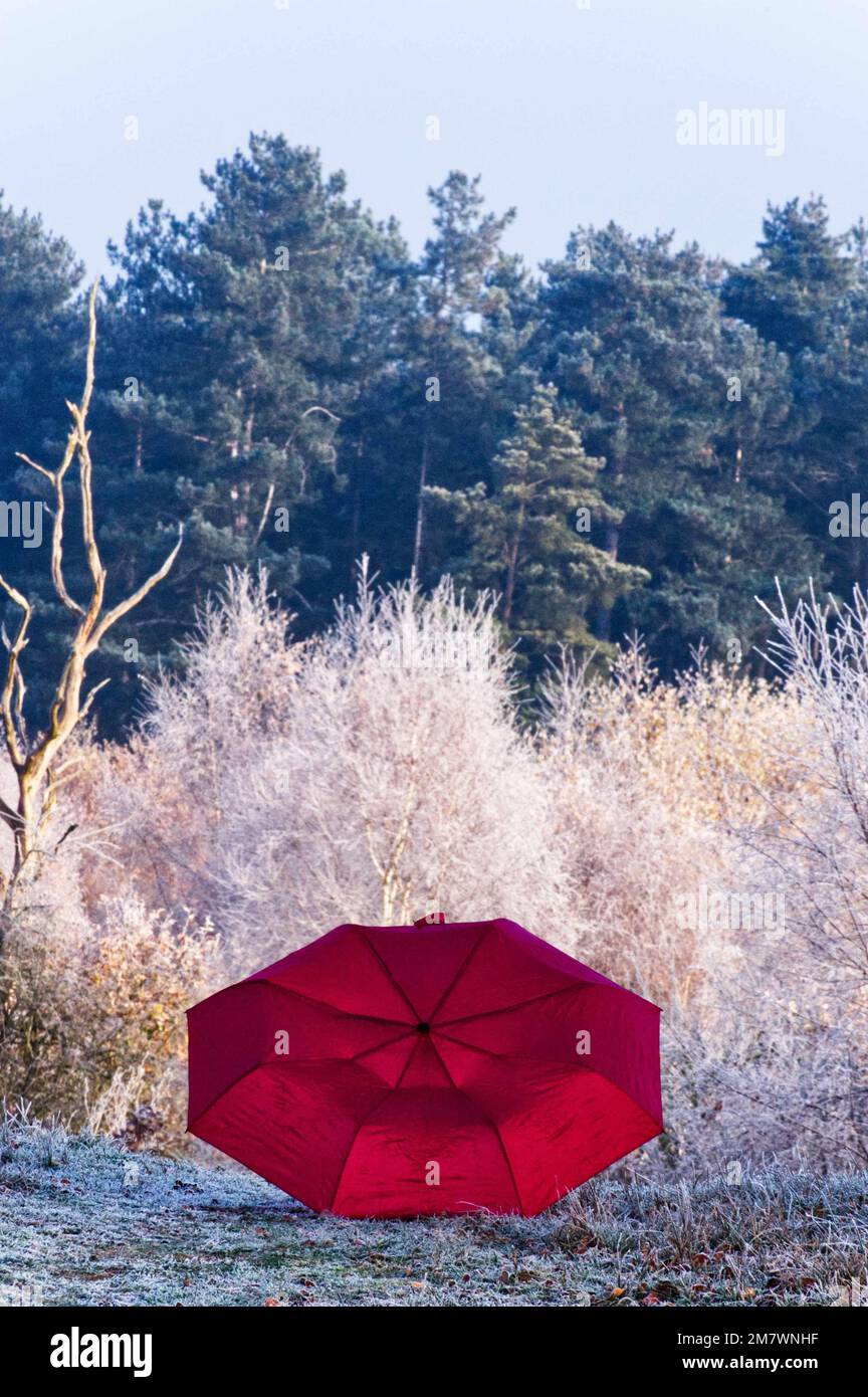 parapluie rouge ouvert dans un paysage gelé contrastent avec les arbres dorés et les broches à feuilles persistantes au loin. Banque D'Images