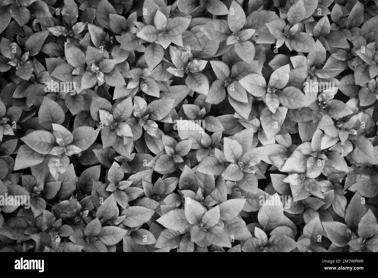 Le Prince pourpre Joyweed (Alternanthera brasiliana 'Prince pourpre'). Également appelé joyweed brésilien. Arrière-plan noir et blanc Banque D'Images Le Prince pourpre Joyweed (Alternanthera brasiliana 'Prince pourpre'). Également appelé joyweed brésilien. Arrière-plan noir et blanc Banque D'Images