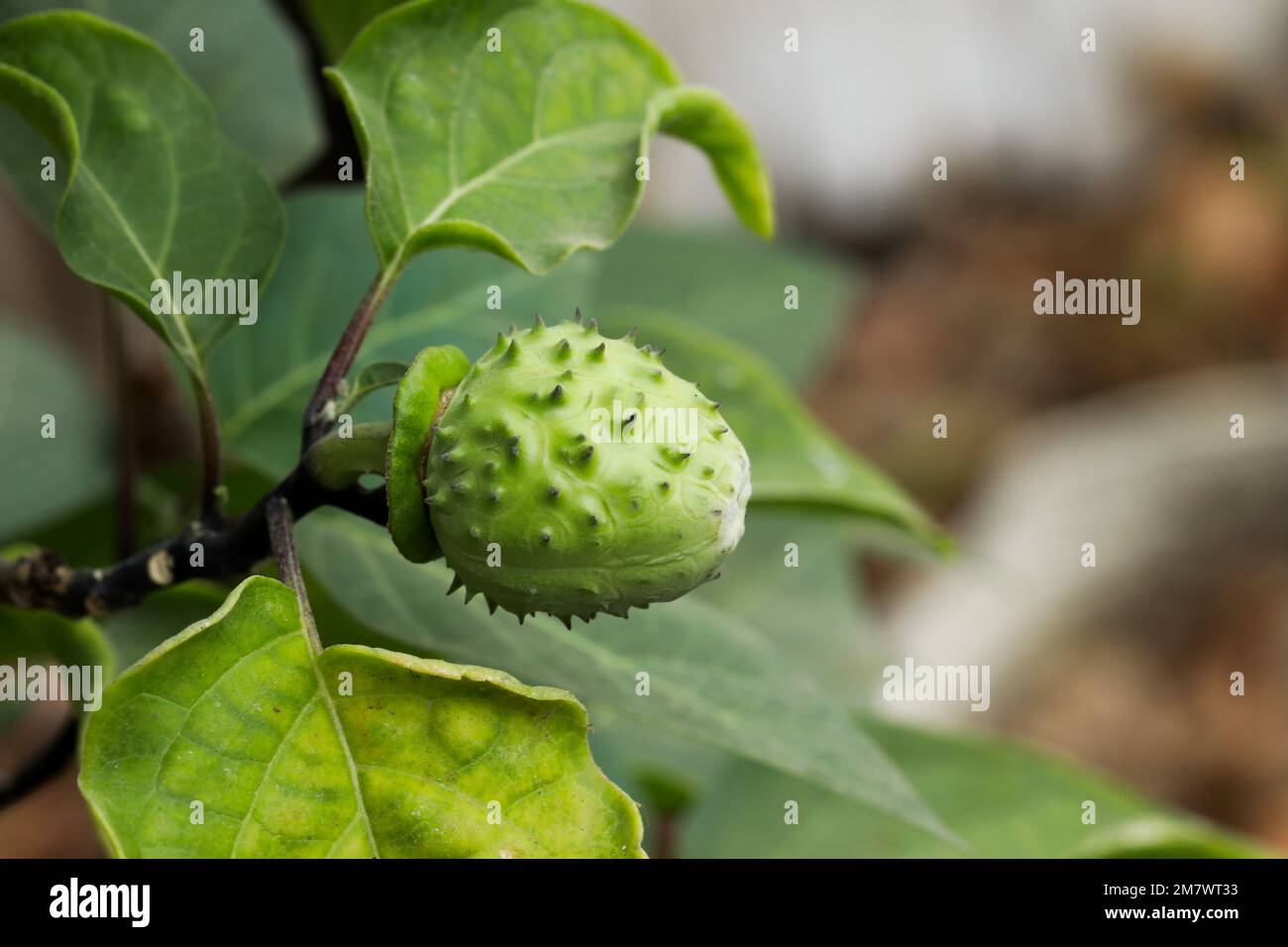 Gros plan de la dosette de graines Datura. Pomme d'épine. Mauvaise herbe Jimson. Stramonium Datura. Banque D'Images