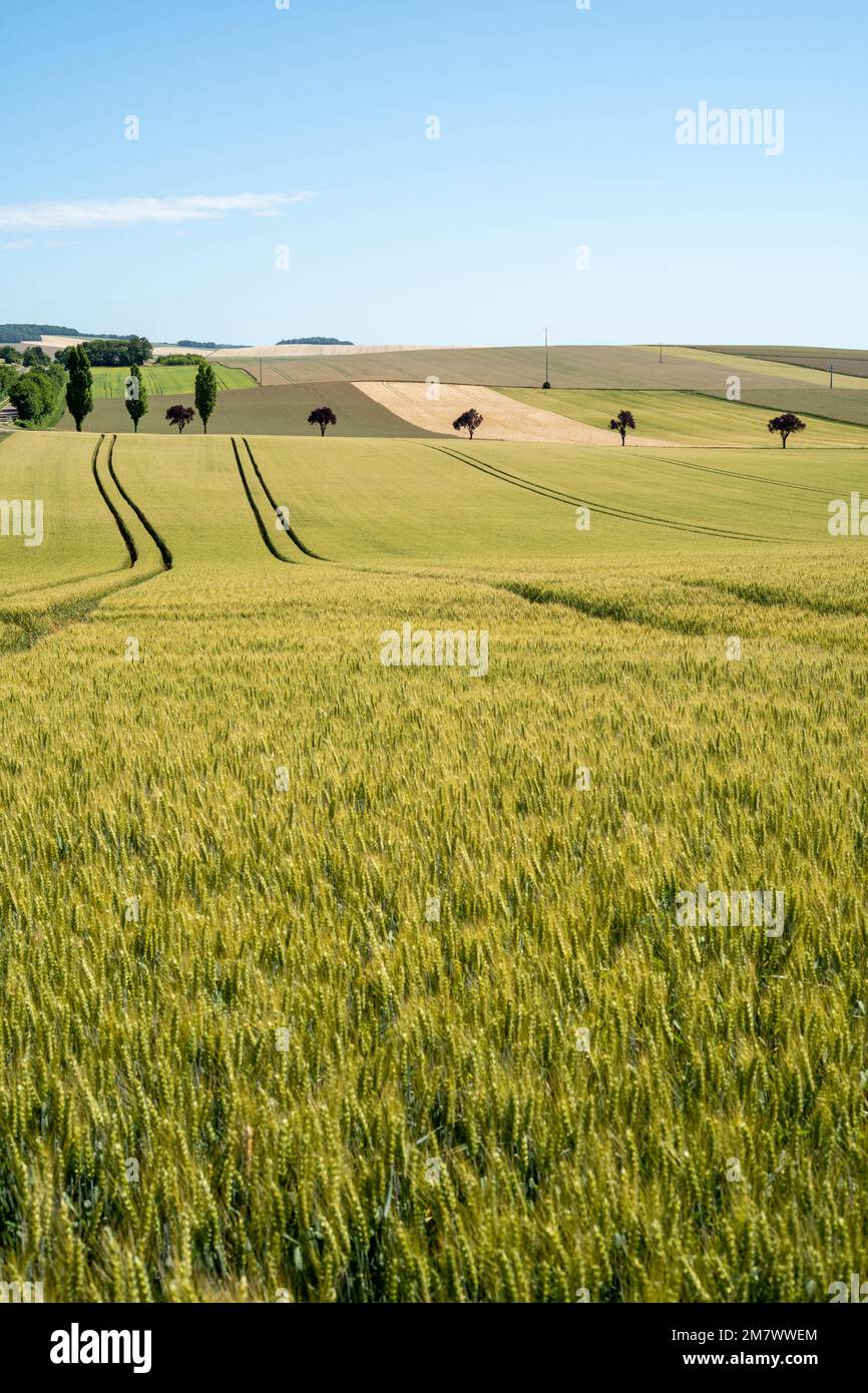 Paysage rural du département de l'Aube (nord-est de la France) : rangées de champs cultivés avec des céréales et du blé, bordées d'arbres. Grands espaces ouverts Banque D'Images