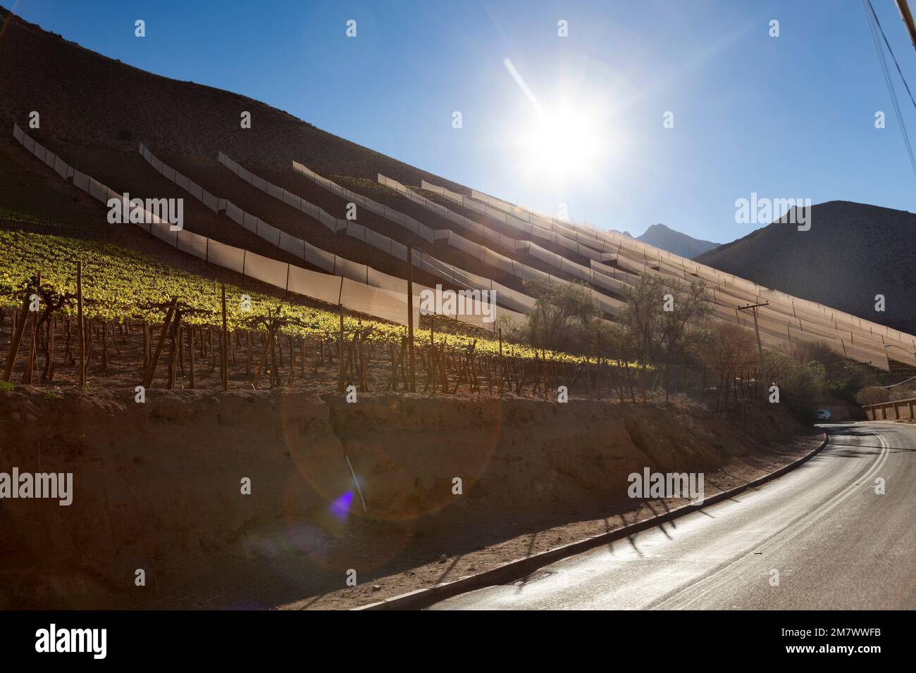 Vignobles Elqui Valley Banque D'Images