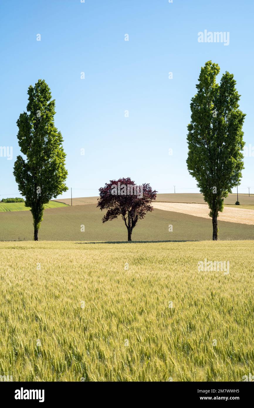 Paysage rural du département de l'Aube (nord-est de la France) : rangées de champs cultivés avec des céréales et du blé, bordées d'arbres. Deux deux grands arbres et un Banque D'Images