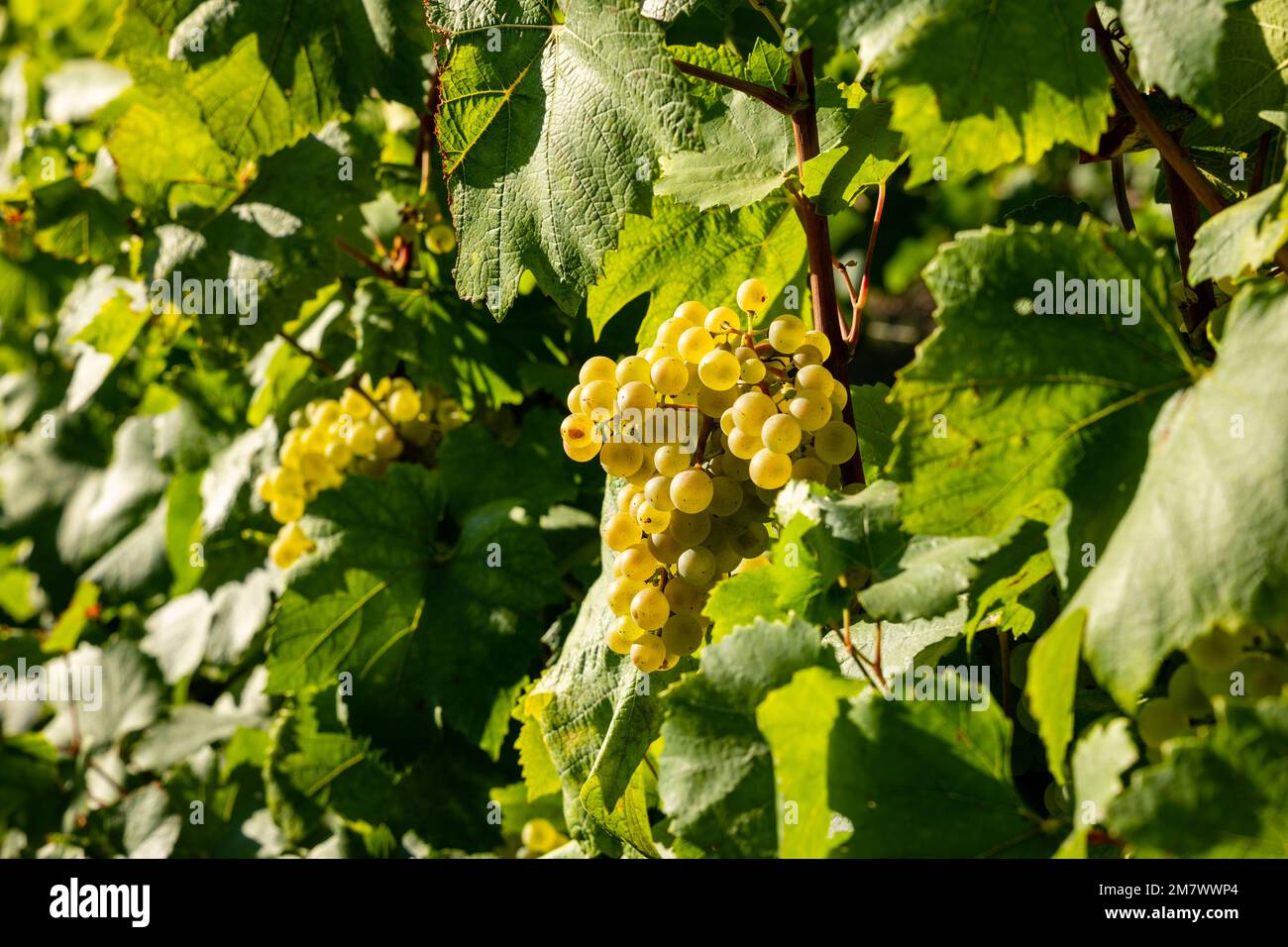 Montgueux (nord de la France), on 25 août 2022 : récolte de raisins dans un vignoble de Champagne, bouquet de raisins mûrs blancs Banque D'Images Montgueux (nord de la France), on 25 août 2022 : récolte de raisins dans un vignoble de Champagne, bouquet de raisins mûrs blancs Banque D'Images