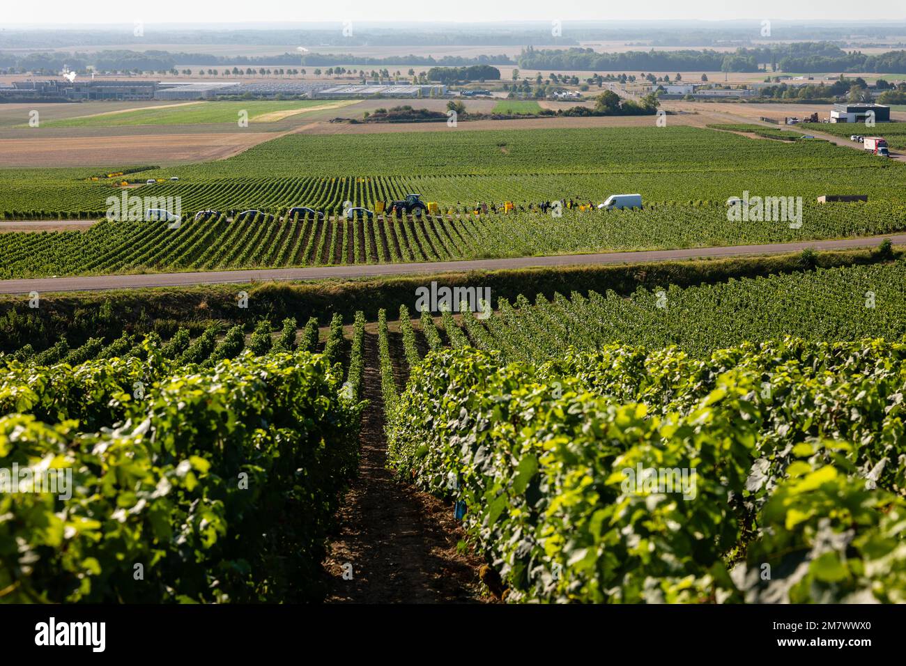 Montgueux (nord de la France), 25 août 2022 : vendange dans un vignoble de Champagne Banque D'Images