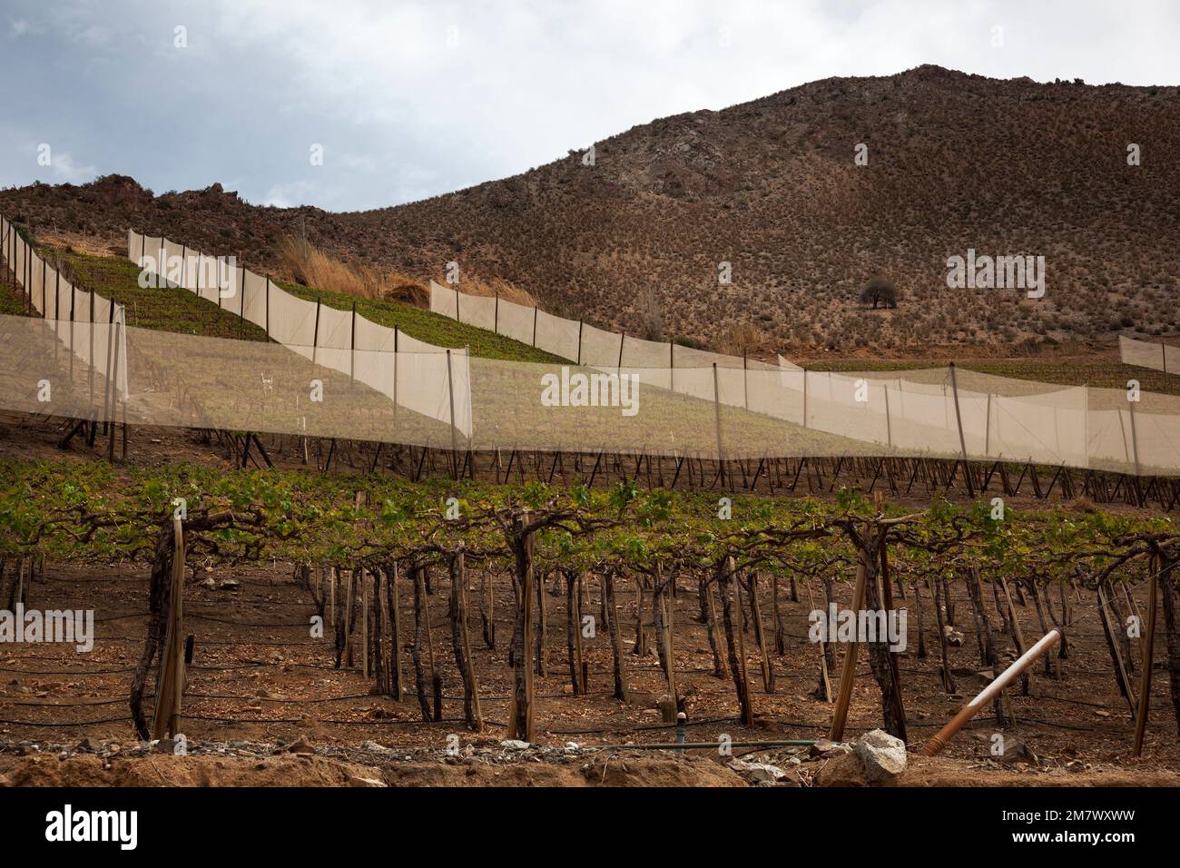 Vignobles Elqui Valley Banque D'Images