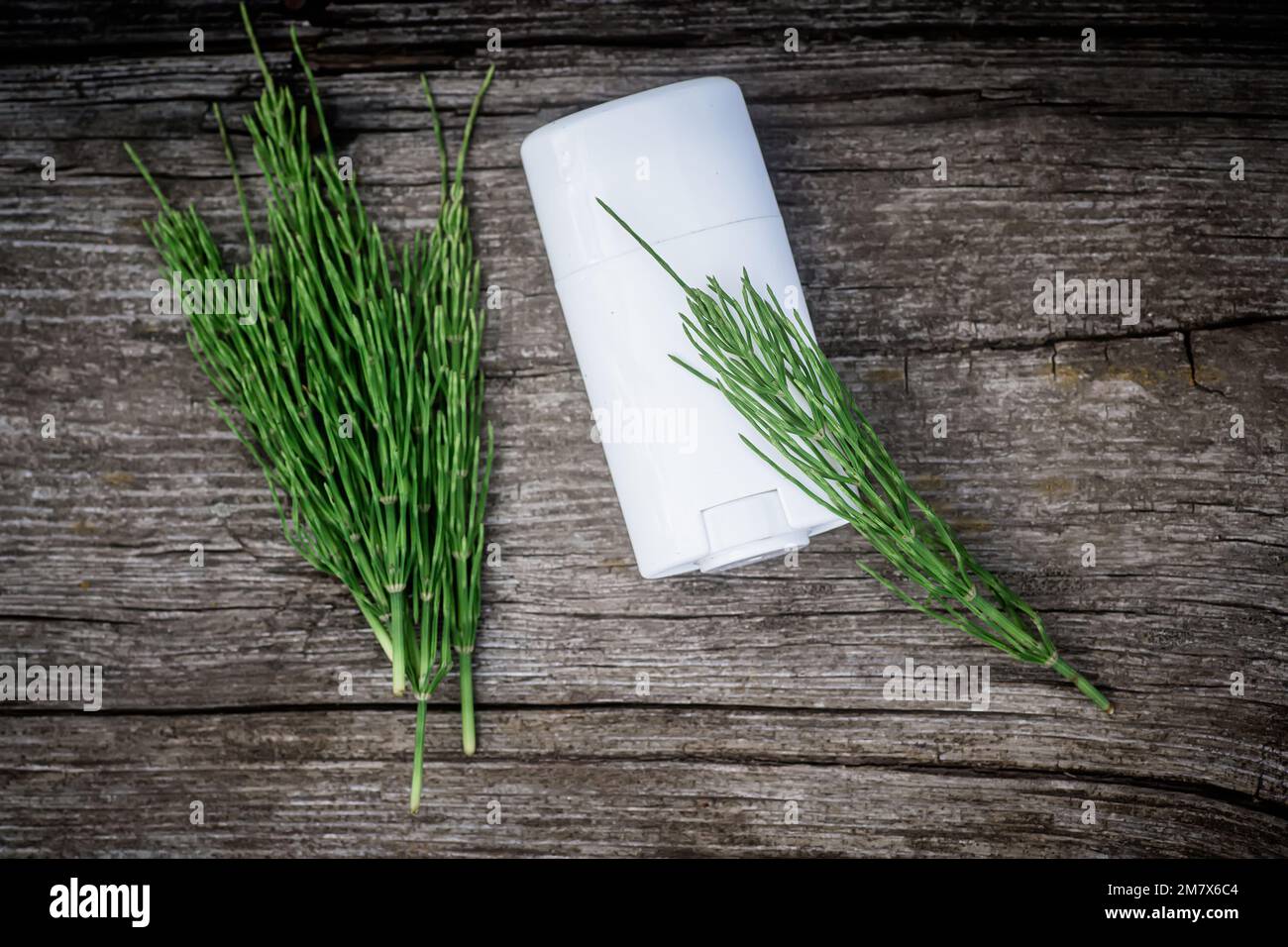 Plante d'herbe médicinale commune Horsetail avec extrait d'huile essentielle distillée et Infusion dans un récipient blanc avec déodorant solide. Equisetum arvense on Banque D'Images