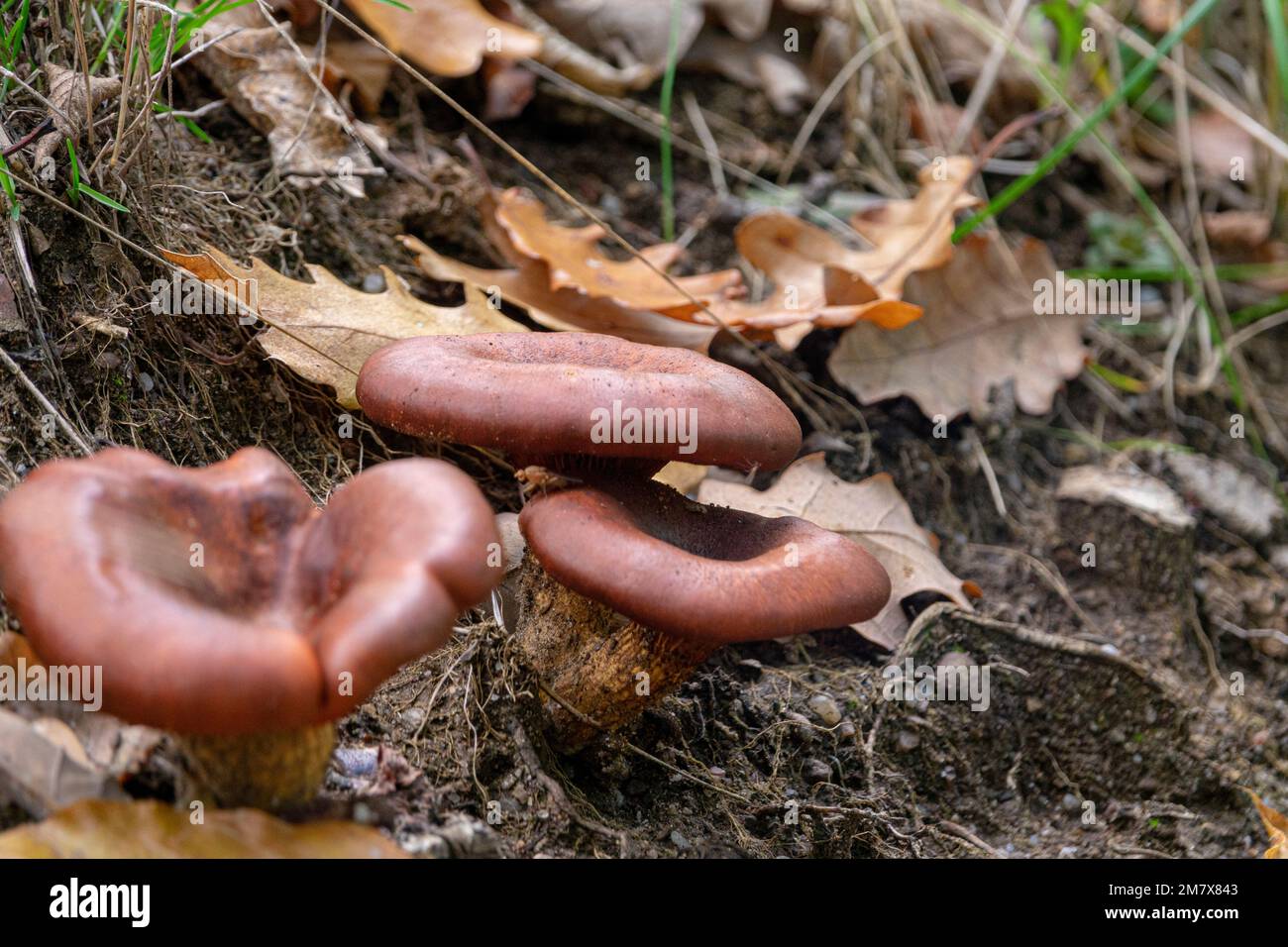 Champignon Omphalotus olearius dans la forêt d'automne Banque D'Images