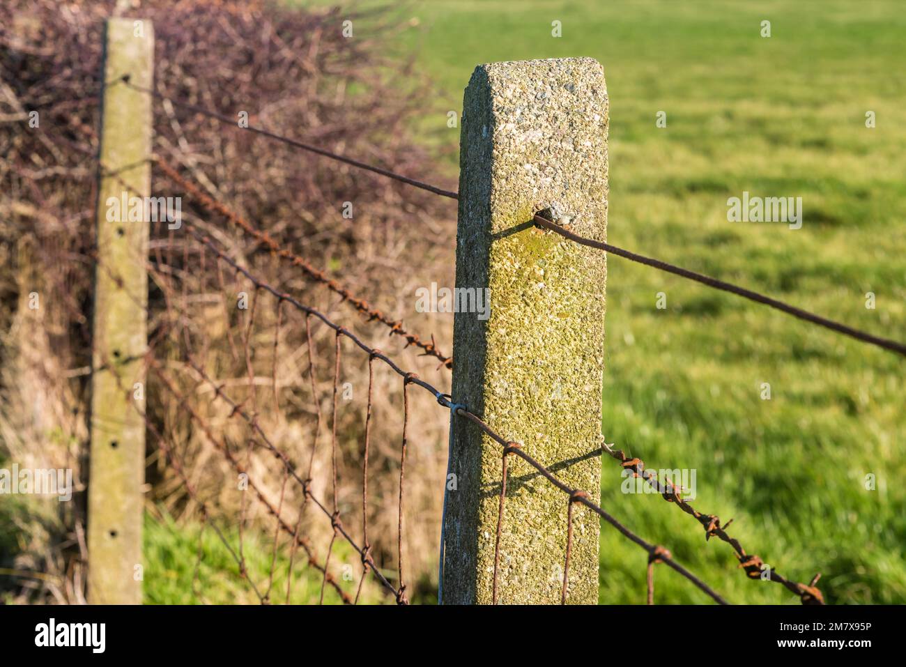 Fil de taureau rouillé, fil de mouton et fil barbelé sur un poste en béton à l'ancienne dans un champ de rebonds, Irlande du Nord, Royaume-Uni, Royaume-Uni Banque D'Images